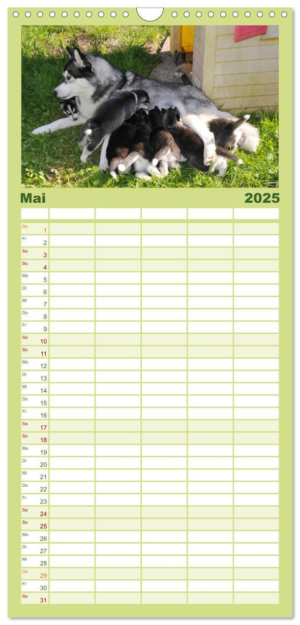 Bild: 9783457109922 | Familienplaner 2025 - Husky Welpen mit 5 Spalten (Wandkalender, 21...