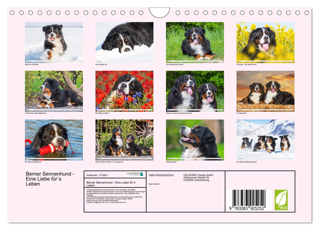 Bild: 9783383925252 | Berner Sennenhund - Eine Liebe für´s Leben (Wandkalender 2025 DIN...