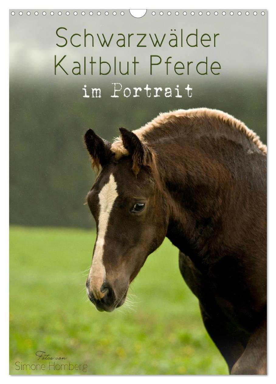Cover: 9783675760783 | Schwarzwälder Kaltblut Pferde im Portrait (Wandkalender 2024 DIN A3...