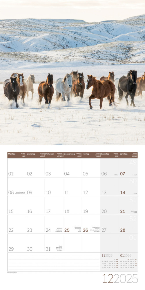 Bild: 9783838445212 | Pferde Kalender 2025 - 30x30 | Ackermann Kunstverlag | Kalender | 2025