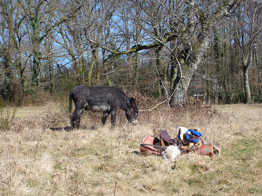 Bild: 9783981802559 | Esel - Wanderungen im Limousin | literarisch-fotografische Reisen