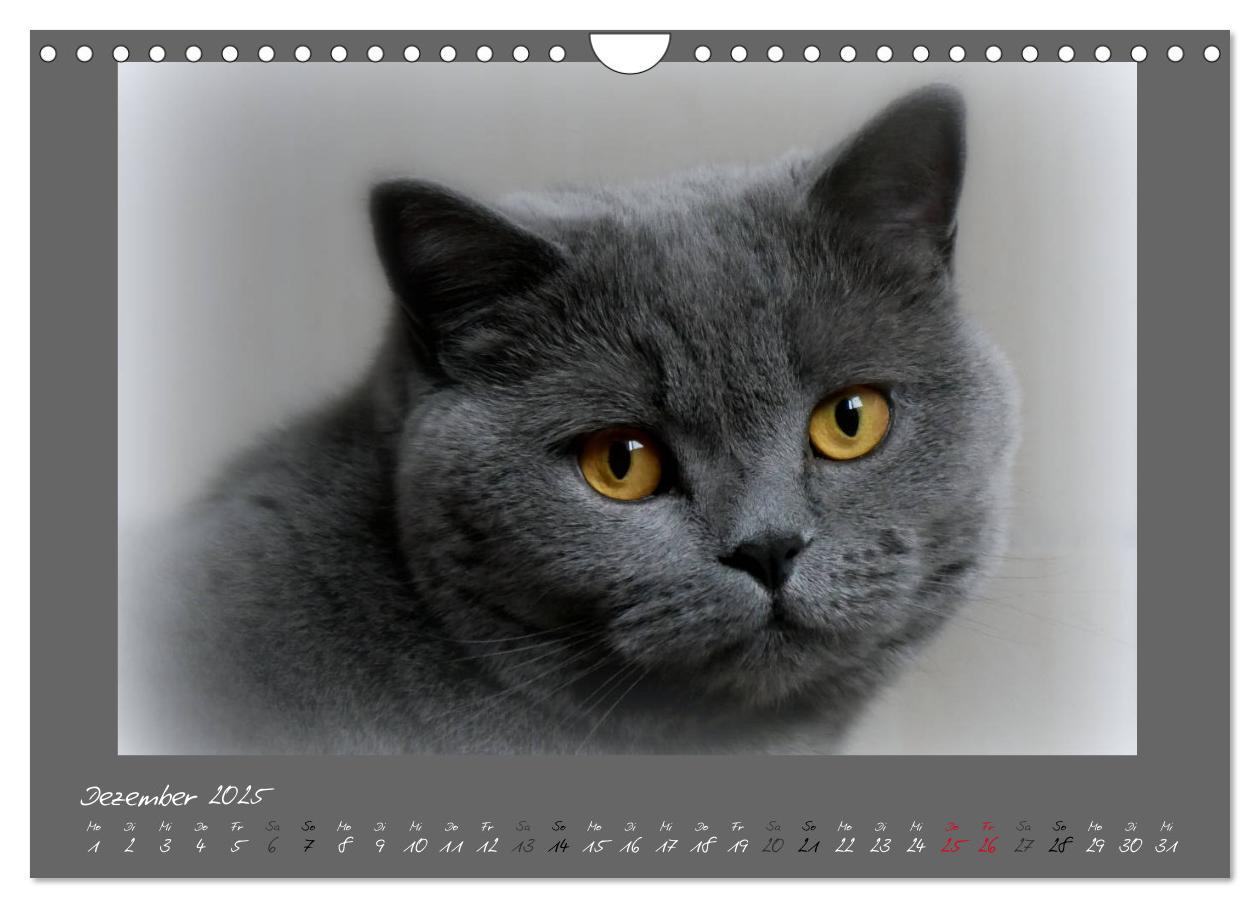 Bild: 9783435401673 | GRAUE ENGEL Britischkurzhaar-Katzen (Wandkalender 2025 DIN A4...