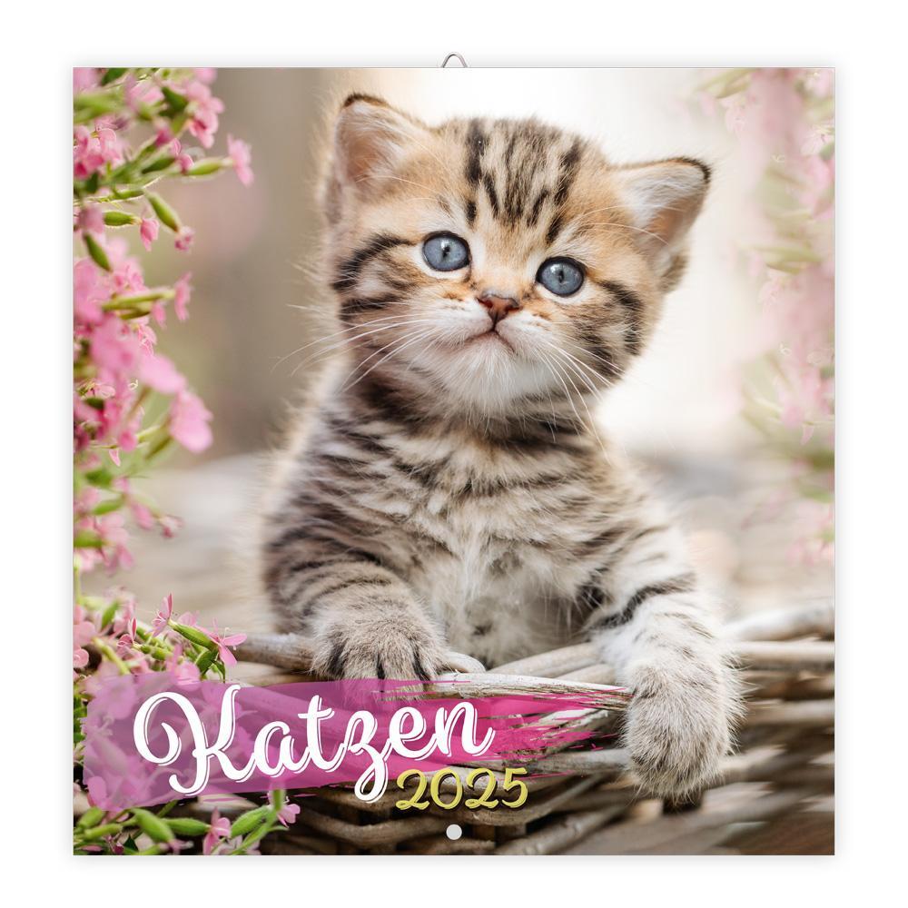 Cover: 9783988021892 | Trötsch Broschürenkalender Katzen 2025 | Wandplaner | KG | Kalender
