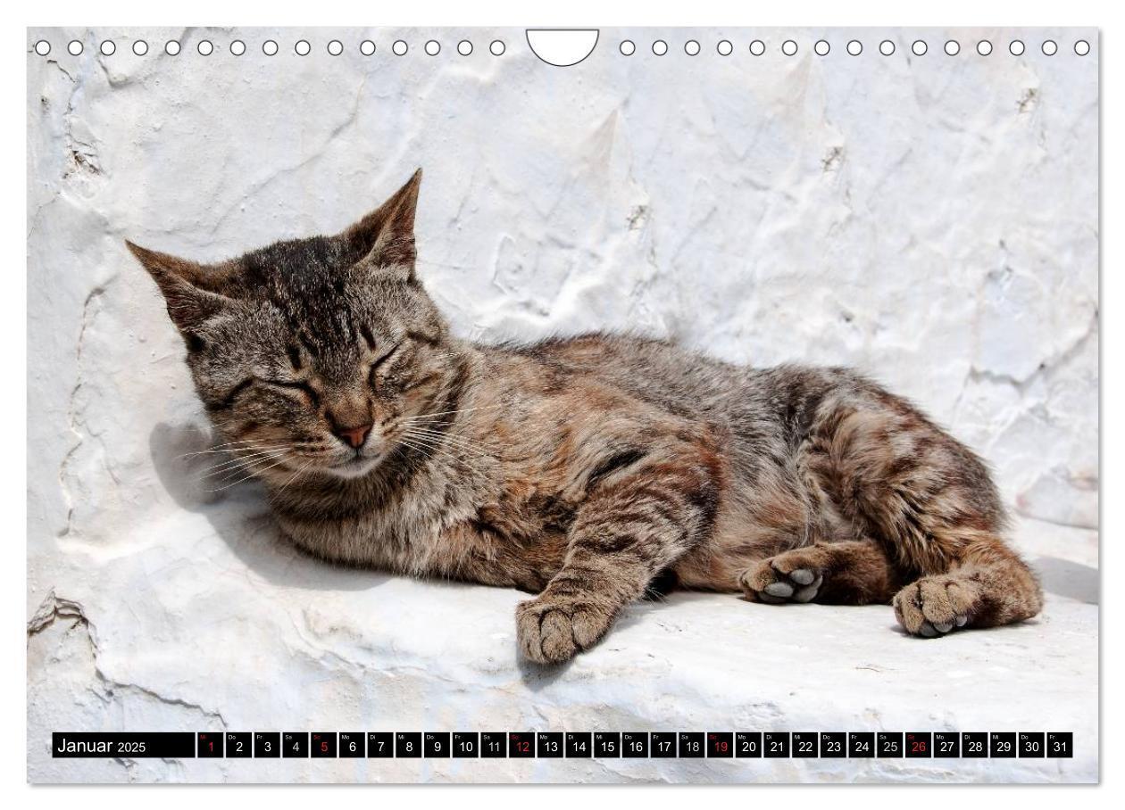 Bild: 9783435759712 | Griechische Katzen (Wandkalender 2025 DIN A4 quer), CALVENDO...