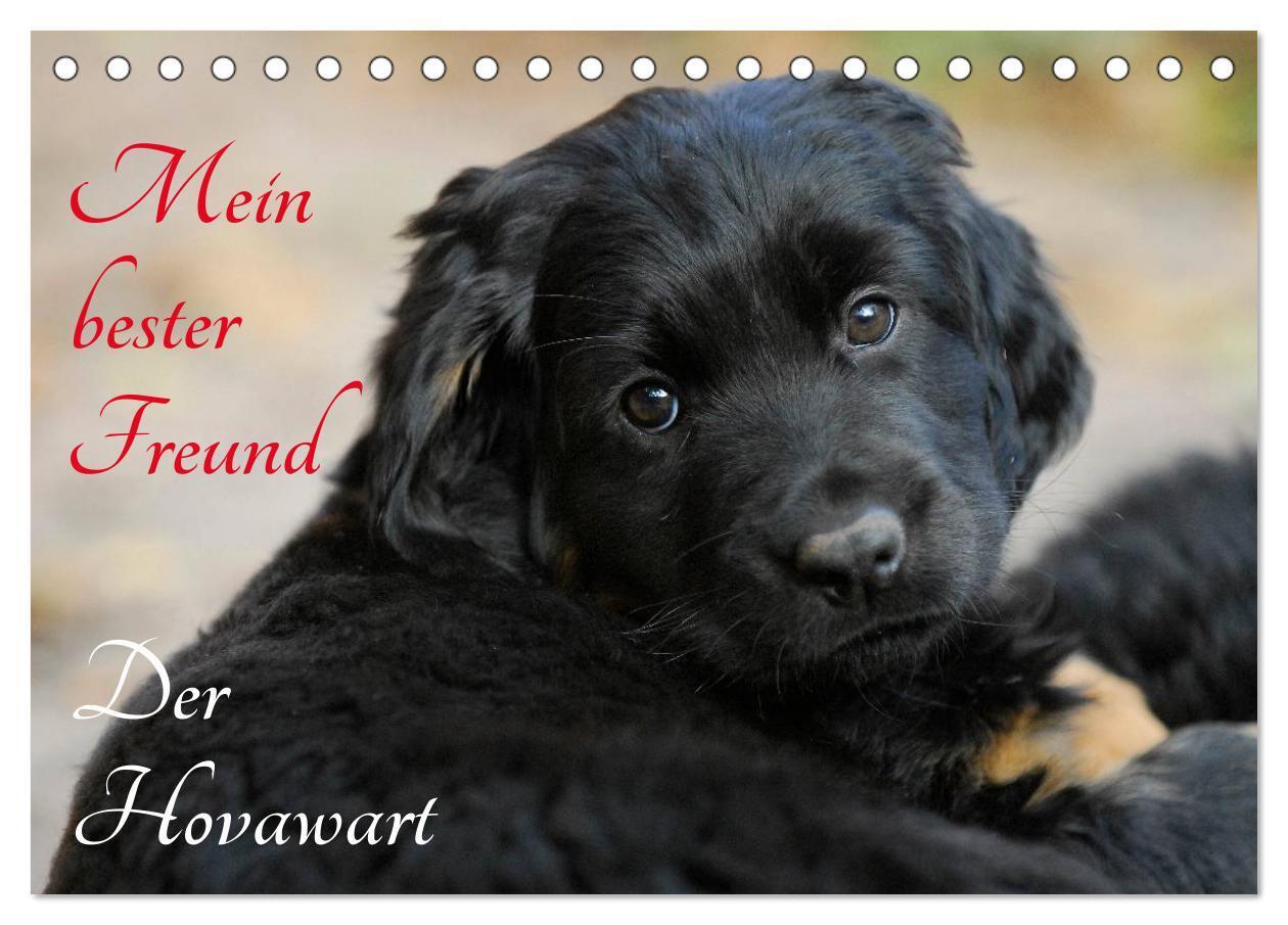 Cover: 9783383355776 | Mein bester Freund - Der Hovawart (Tischkalender 2024 DIN A5 quer),...