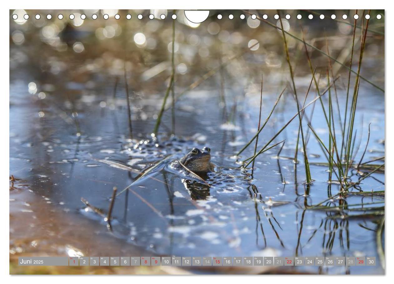 Bild: 9783435465200 | Pietzmoor - ein Hochmoor in der Lüneburger Heide (Wandkalender 2025...