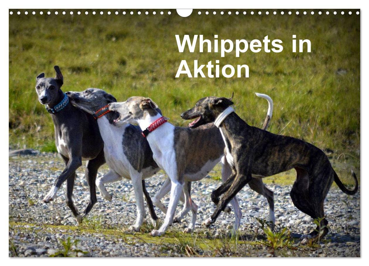 Cover: 9783435634385 | Whippets in Aktion (Wandkalender 2025 DIN A3 quer), CALVENDO...