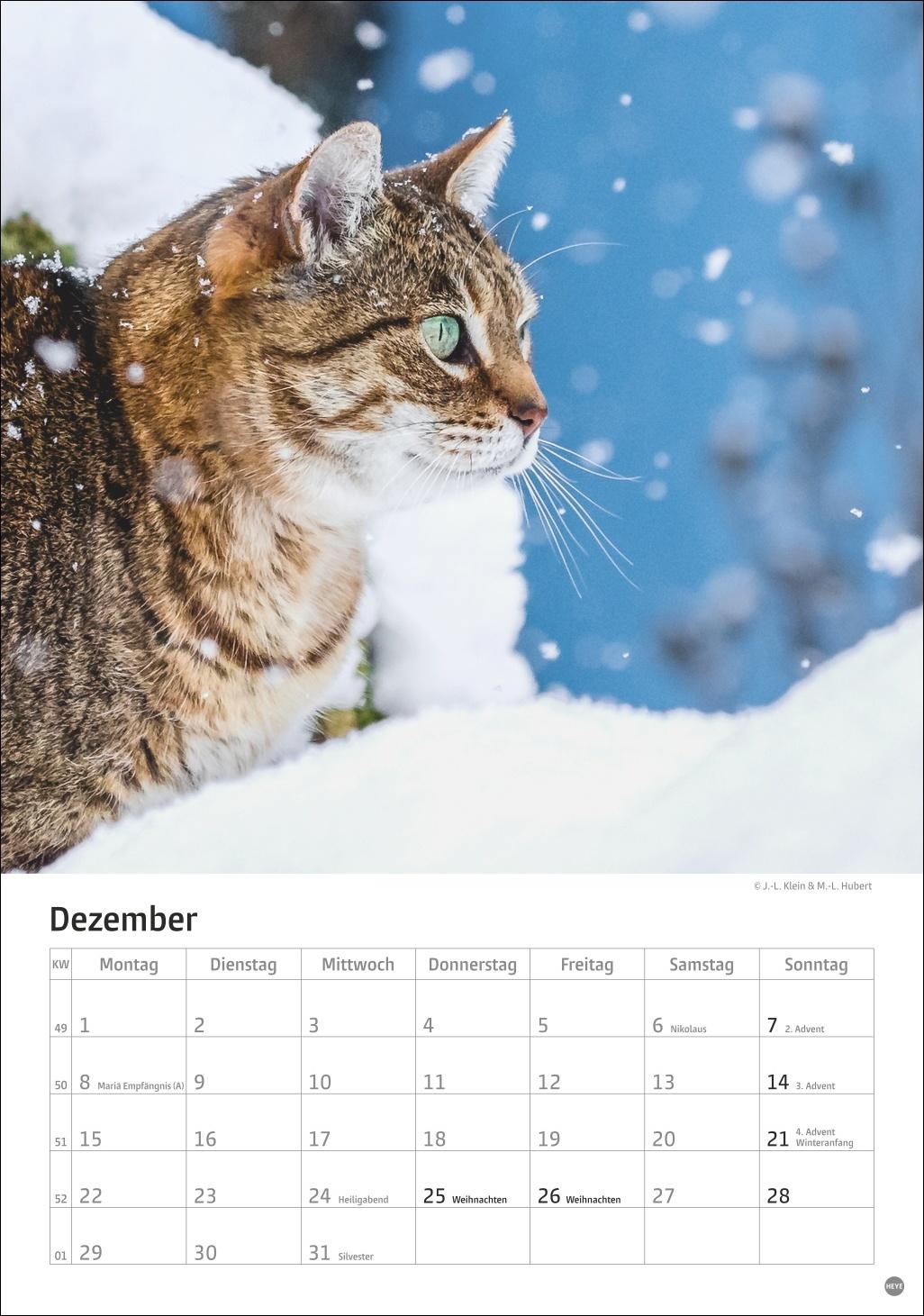 Bild: 9783756405589 | Katzen Kalender 2025 | Heye | Kalender | Spiralbindung | 13 S. | 2025