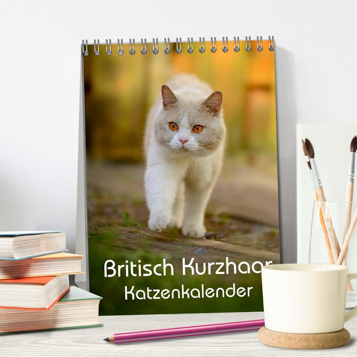 Bild: 9783457040782 | Britisch Kurzhaar Katzenkalender (Tischkalender 2025 DIN A5 hoch),...