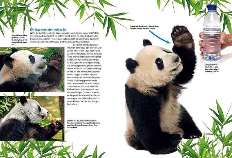 Bild: 9783866594098 | Entdecke die Pandas | Eveline Dungl (u. a.) | Buch | 64 S. | Deutsch