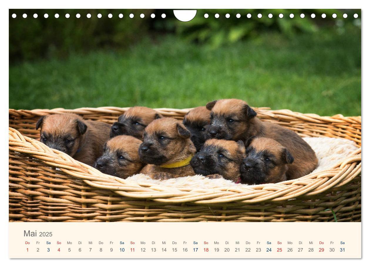 Bild: 9783435047277 | IRISH SOFT COATED WHEATEN TERRIER WELPEN 2025 (Wandkalender 2025...