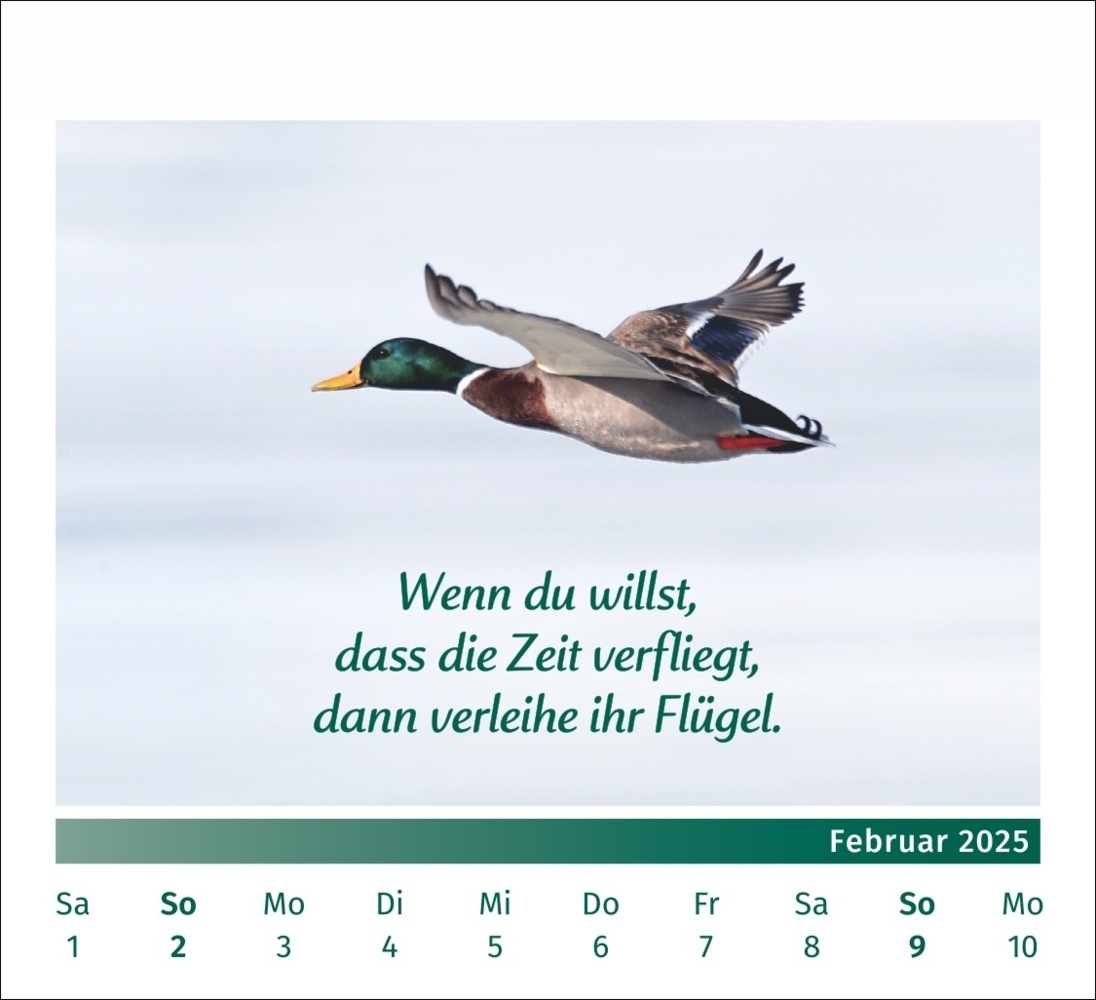 Bild: 9783840196072 | PAL - Der Lebensfreude Tischkalender 2025 | Rolf Merkle Doris Wolf