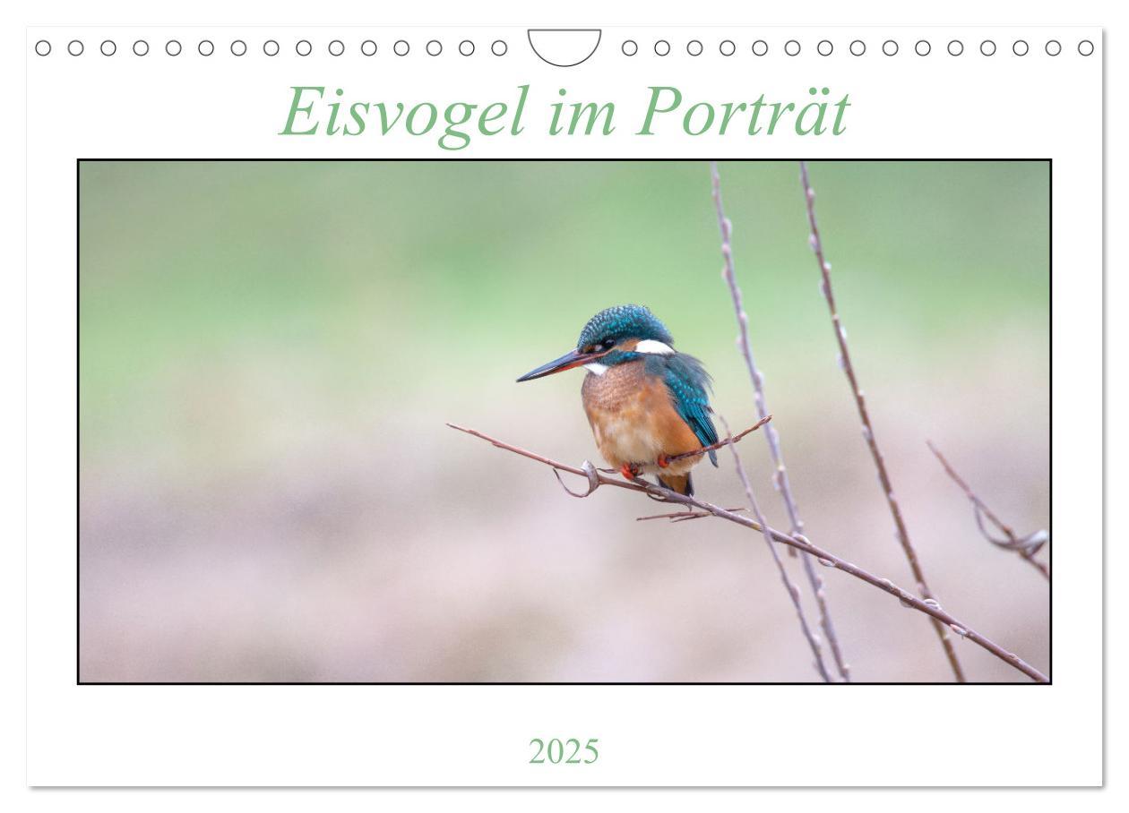 Cover: 9783435010301 | Eisvogel im Porträt (Wandkalender 2025 DIN A4 quer), CALVENDO...