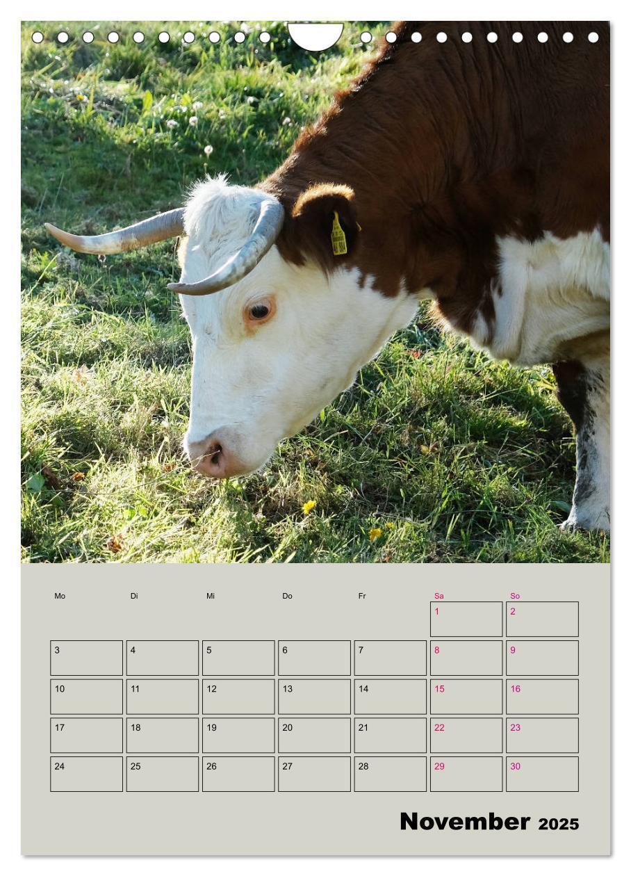 Bild: 9783435970292 | Kuhportraits Hornkühe (Wandkalender 2025 DIN A4 hoch), CALVENDO...