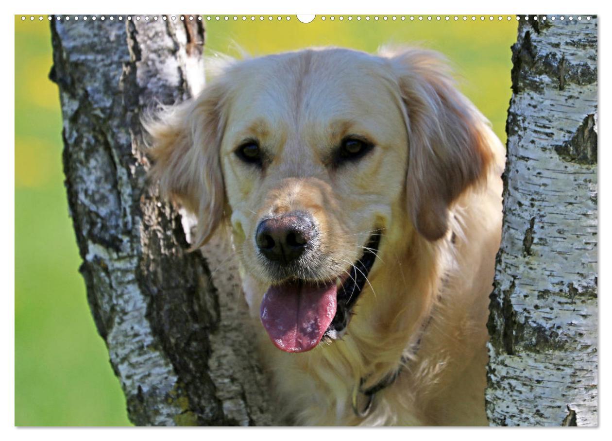 Bild: 9783435542277 | Golden Retriever ein treuer Begleiter (Wandkalender 2025 DIN A2...