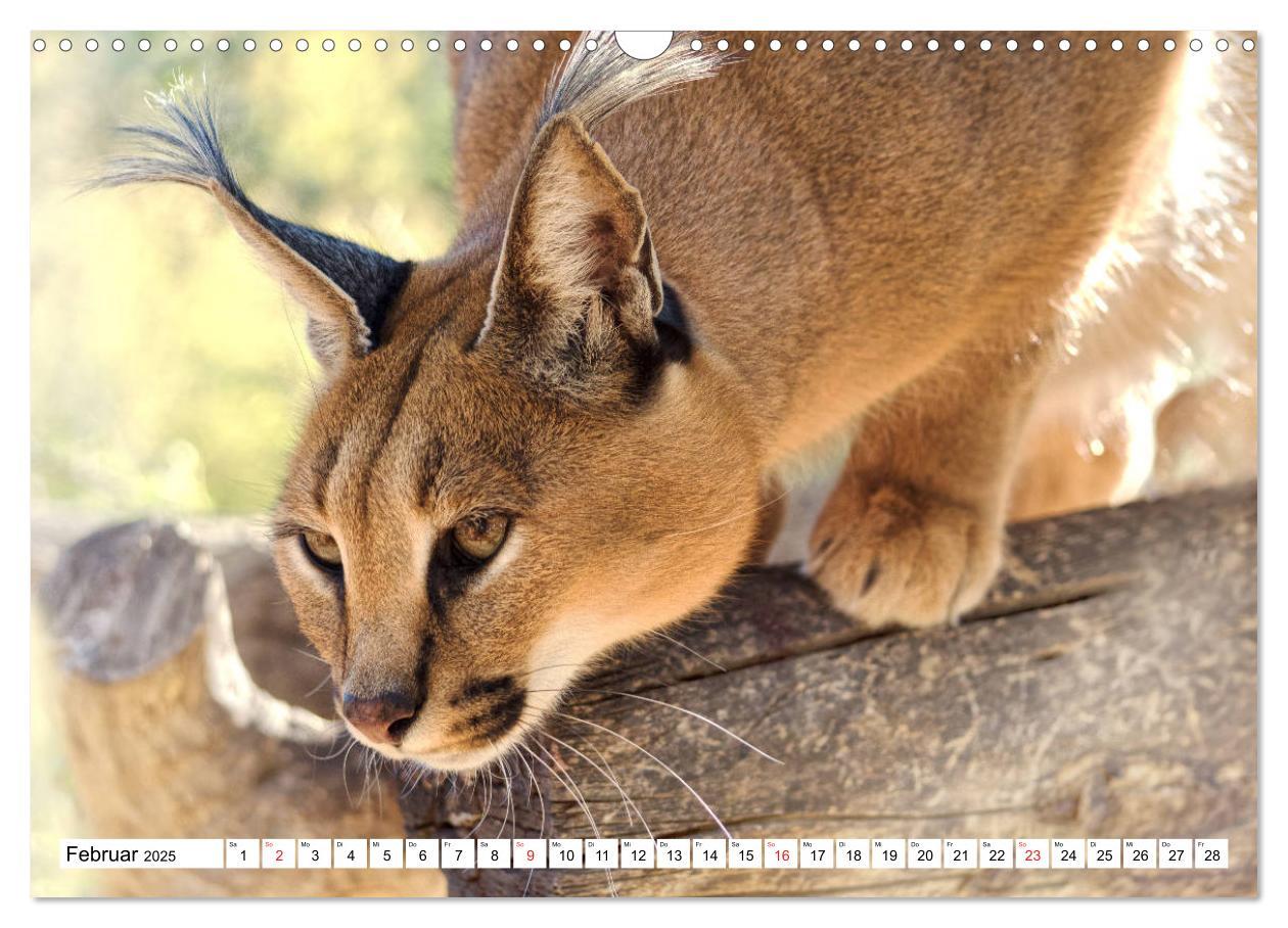 Bild: 9783435156139 | Namibia &amp; Botswana (Wandkalender 2025 DIN A3 quer), CALVENDO...