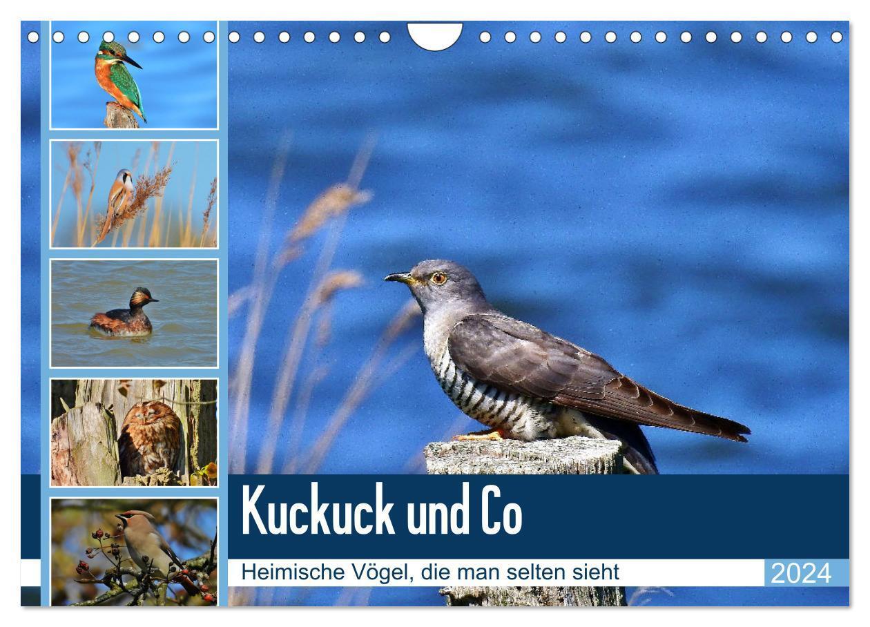 Cover: 9783383081170 | Kuckuck und Co - Heimische Vögel, die man selten sieht -...