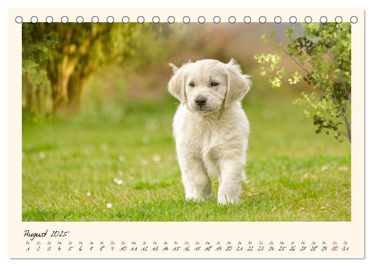 Bild: 9783383828263 | Golden Retriever... Herzenshunde (Tischkalender 2025 DIN A5 quer),...