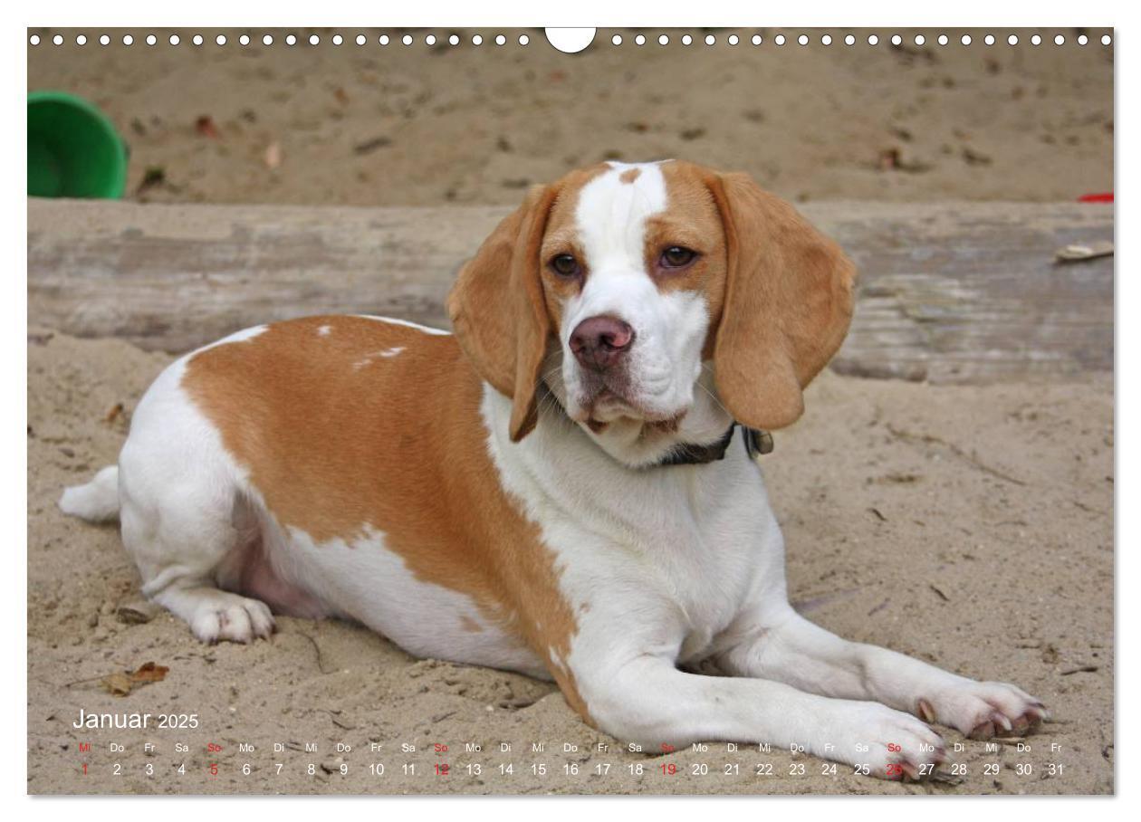 Bild: 9783435746569 | Beagle (Wandkalender 2025 DIN A3 quer), CALVENDO Monatskalender | Berg