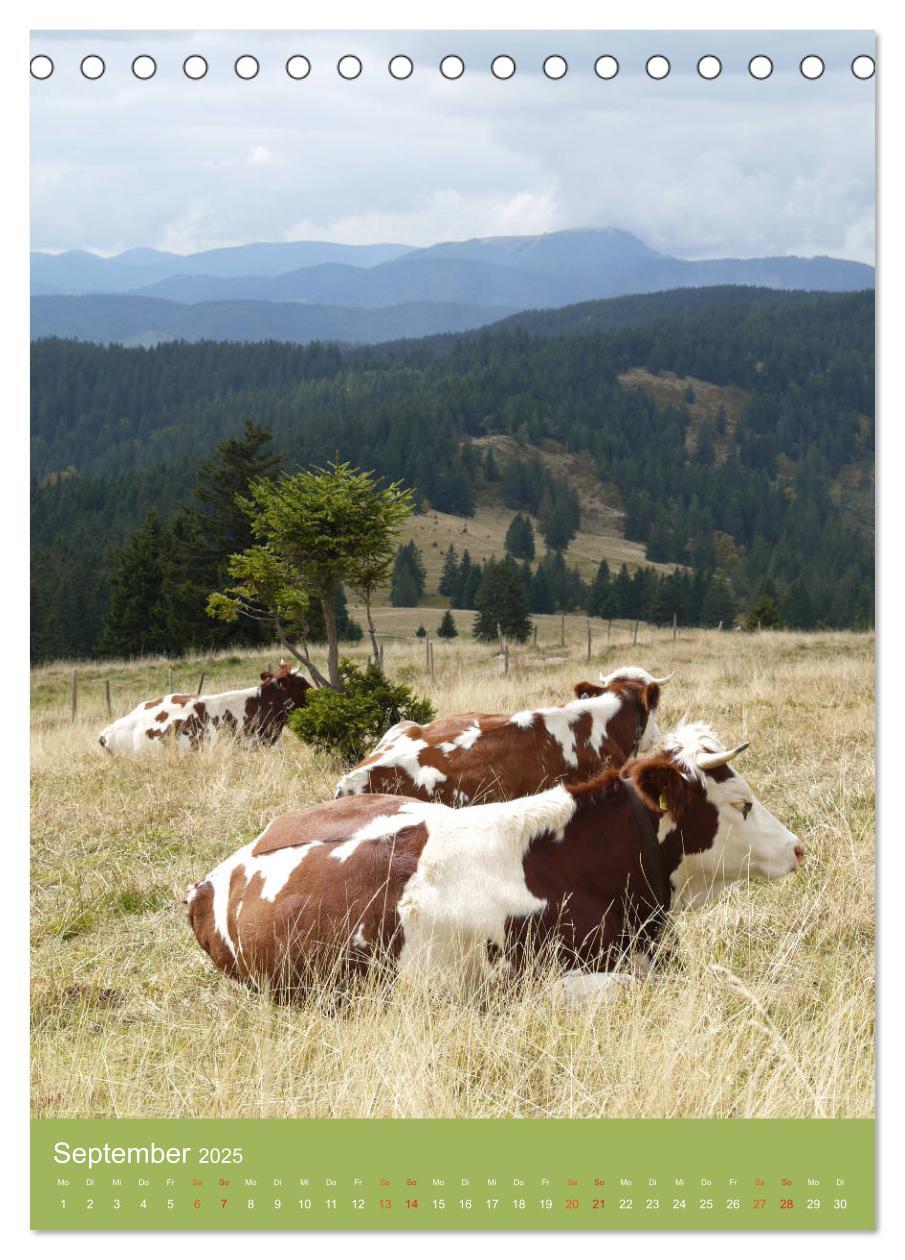 Bild: 9783457026557 | Schwarzwald und Kühe im Hochformat (Tischkalender 2025 DIN A5...