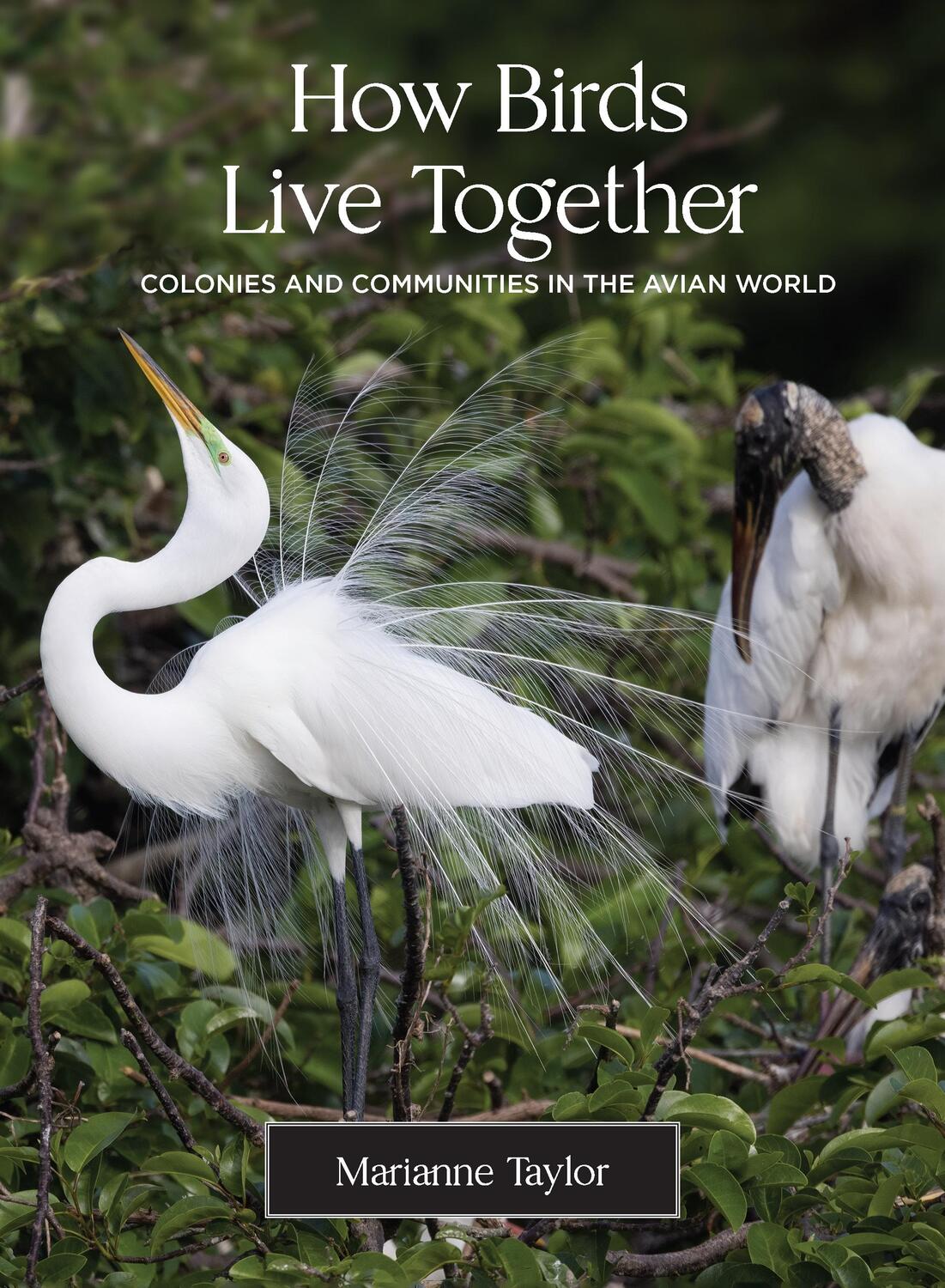 Cover: 9780691231907 | How Birds Live Together | Colonies and Communities in the Avian World