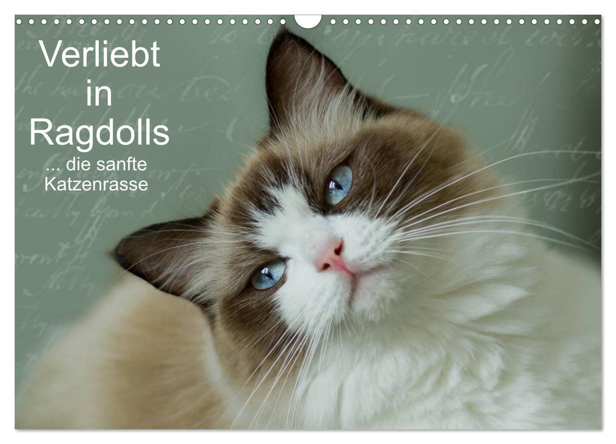Cover: 9783383276316 | Verliebt in Ragdolls ... die sanfte Katzenrasse (Wandkalender 2024...