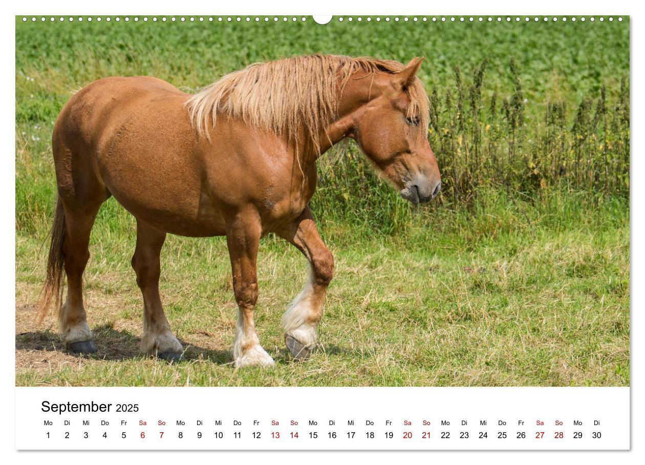 Bild: 9783435348459 | Alte Nutztierrassen 2025 (hochwertiger Premium Wandkalender 2025...