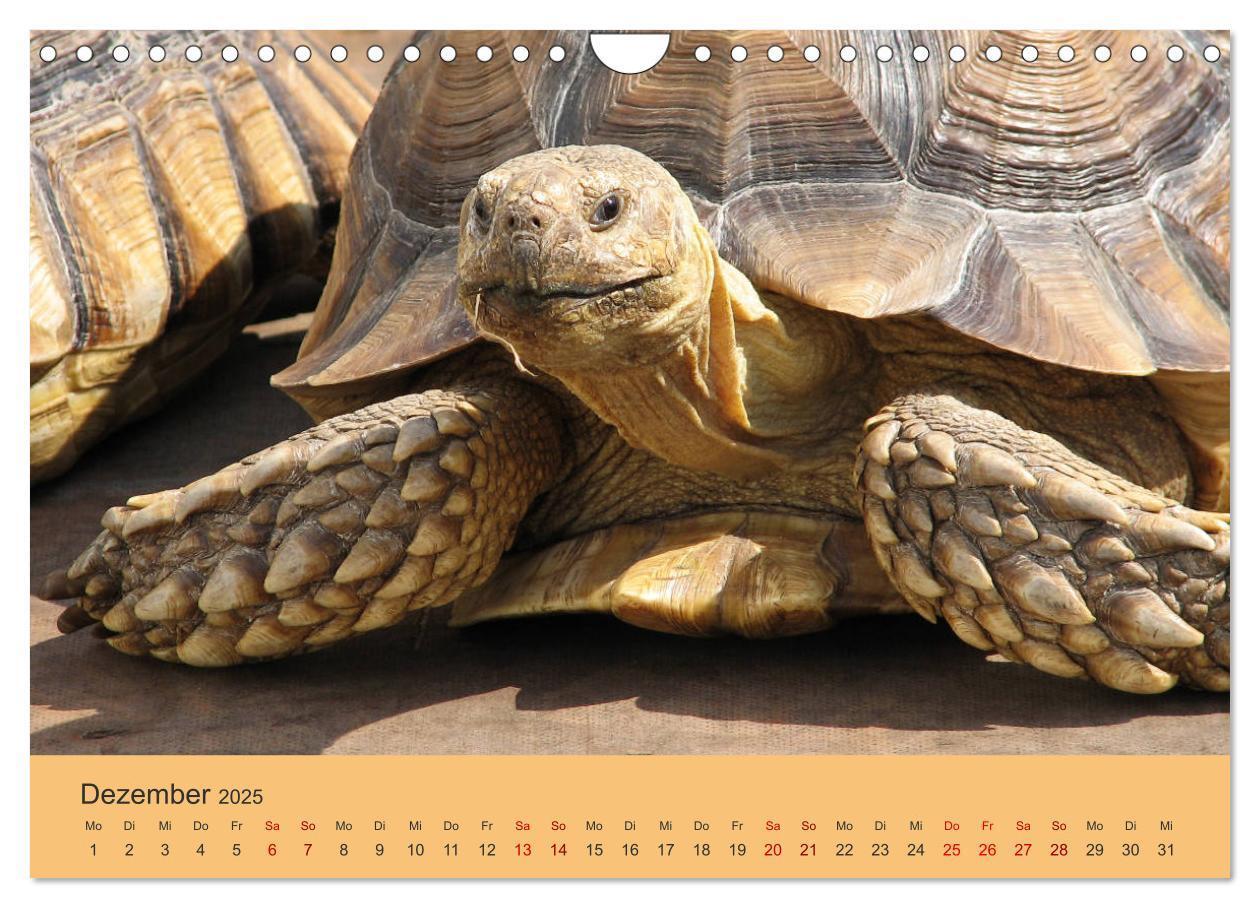 Bild: 9783435382927 | Landschildkröten (Wandkalender 2025 DIN A4 quer), CALVENDO...