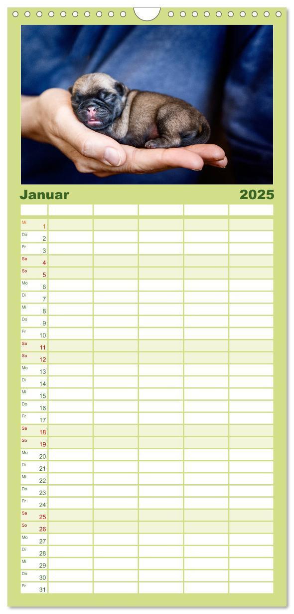 Bild: 9783457119419 | Familienplaner 2025 - Mopswelpen mit 5 Spalten (Wandkalender, 21 x...