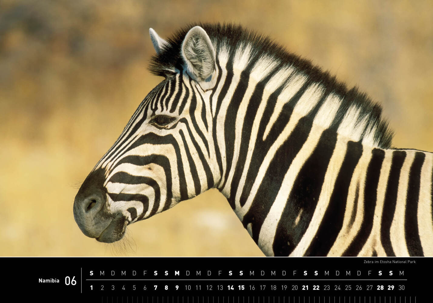 Bild: 9783968555201 | 360° Namibia Premiumkalender 2025 | Thomas Dreßler | Kalender | 13 S.