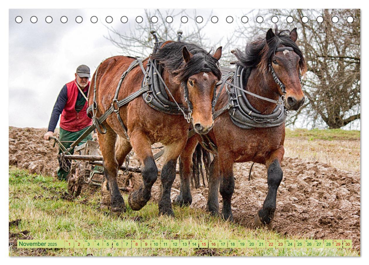 Bild: 9783435095247 | Zugpferde bei der Feldarbeit (Tischkalender 2025 DIN A5 quer),...