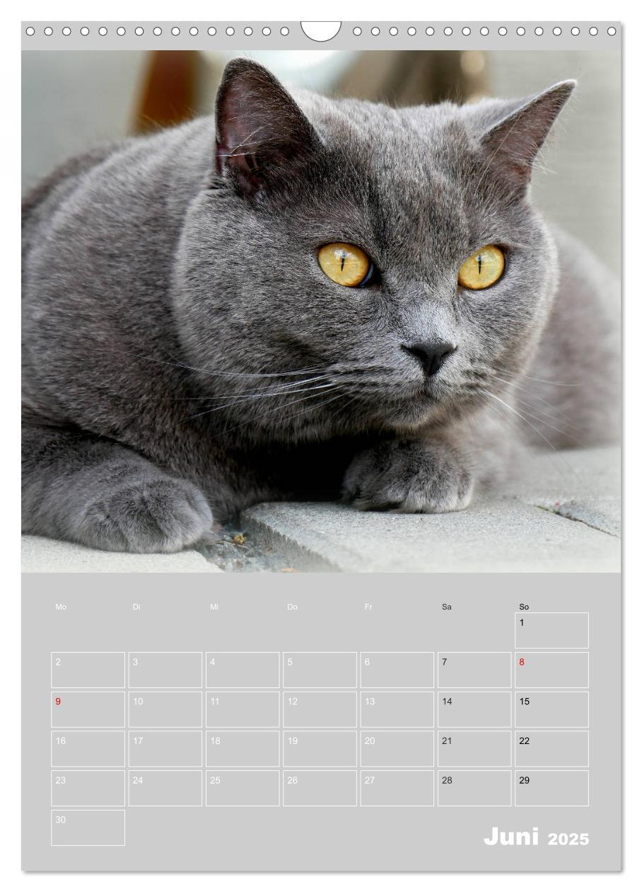 Bild: 9783435992072 | Graue Engel - Britischkurzhaar-Katzen (Wandkalender 2025 DIN A3...