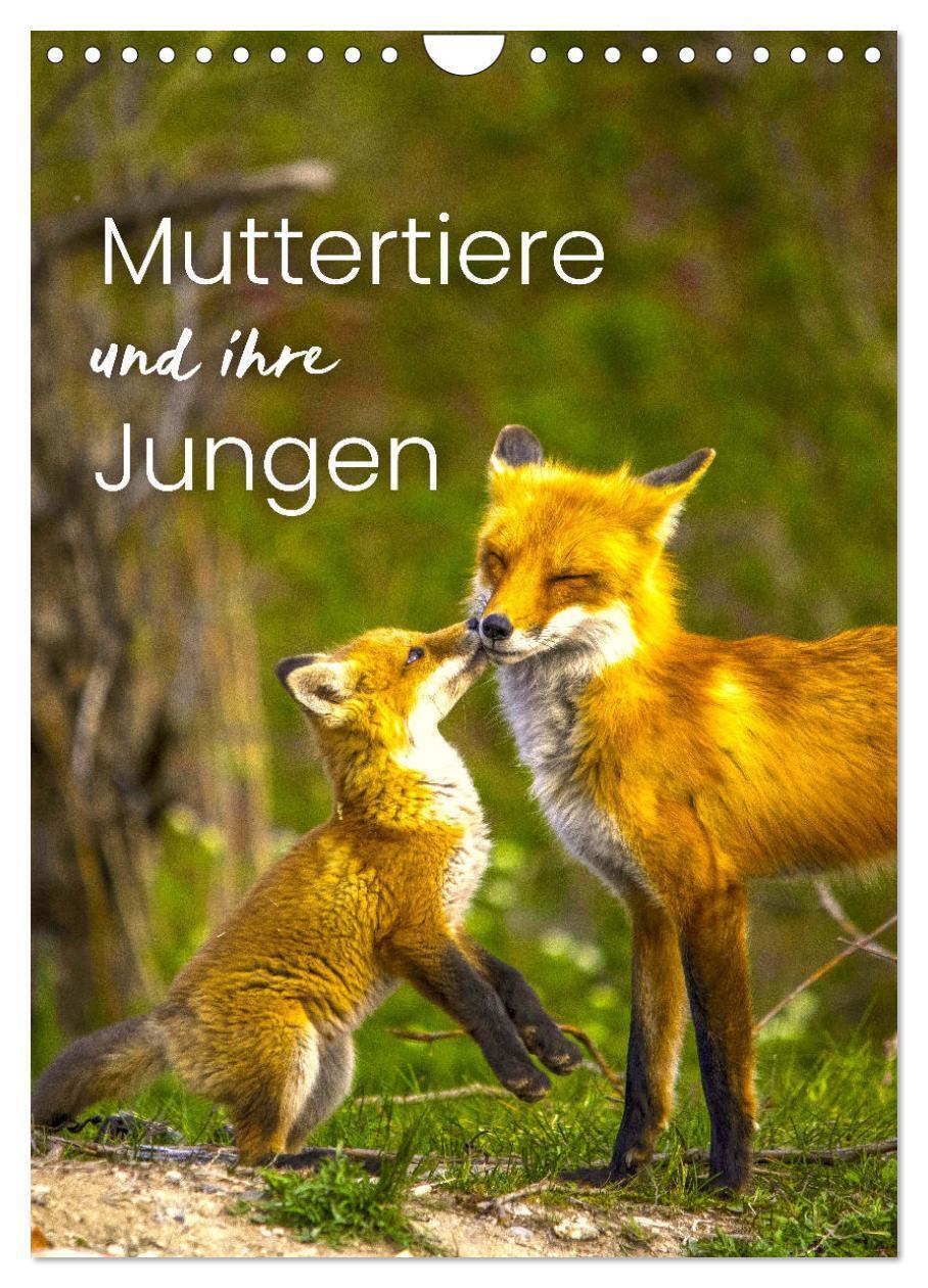 Cover: 9783675779525 | Muttertiere und ihre Jungen (Wandkalender 2024 DIN A4 hoch),...