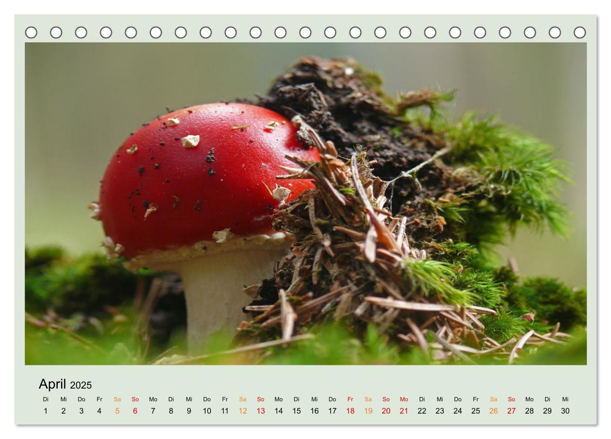 Bild: 9783383921834 | Im Fliegenpilz Rausch (Tischkalender 2025 DIN A5 quer), CALVENDO...