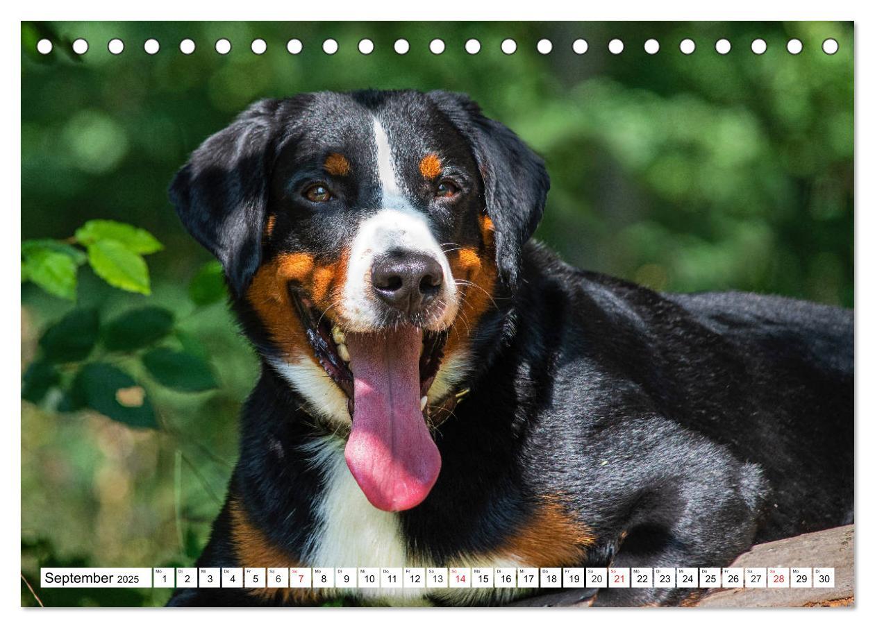 Bild: 9783435112043 | Appenzeller Sennenhund - Ein Schweizer auf 4 Pfoten (Tischkalender...