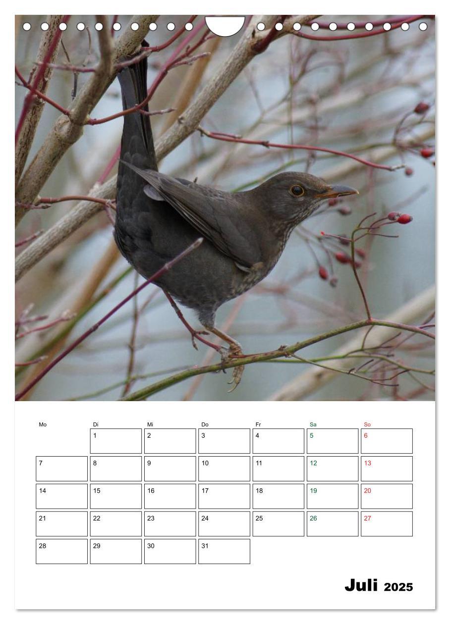 Bild: 9783457086025 | Heimische Singvögel (Wandkalender 2025 DIN A4 hoch), CALVENDO...