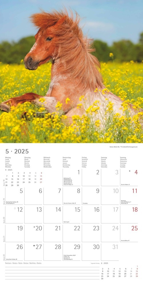 Bild: 4251732343040 | Alpha Edition - Ponys 2025 Broschürenkalender, 30x30cm,...