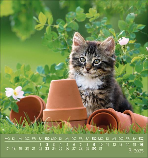 Bild: 9783731876724 | Schmusekatzen 2025 | aufstellbarer Postkartenkalender | Verlag Korsch