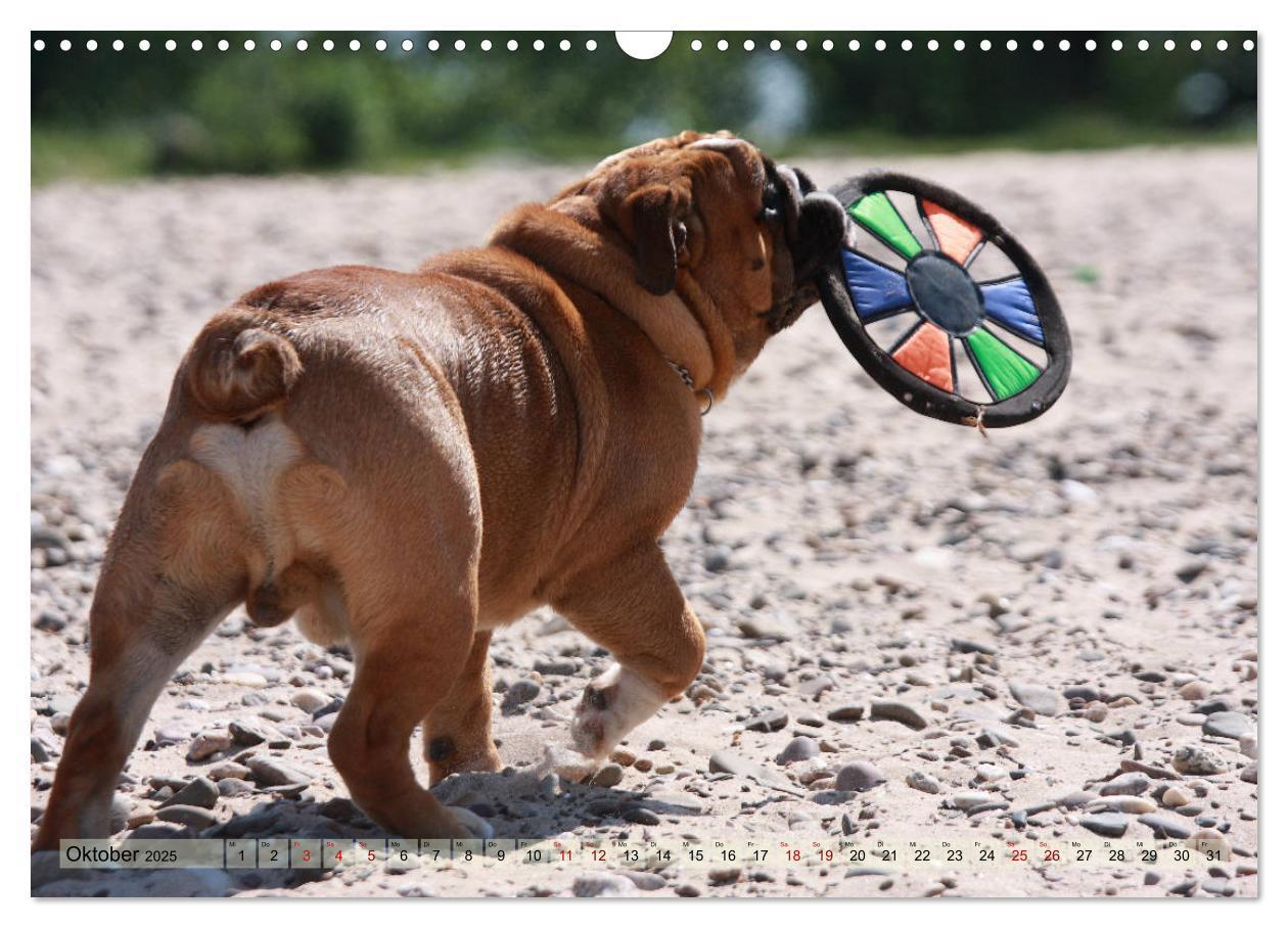 Bild: 9783435385805 | Bulldoggen - Englische und Französische Bulldoggen (Wandkalender...