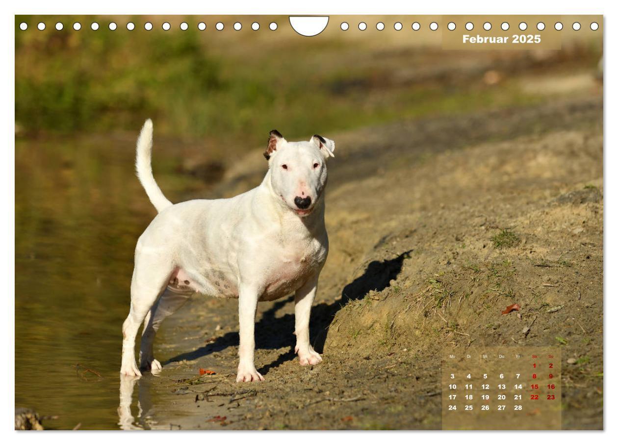 Bild: 9783435341559 | Bullterrier 2025 Frech und fröhlich durch das Jahr (Wandkalender...