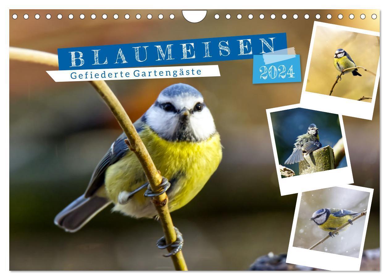 Cover: 9783383090776 | Gefiederte Gartengäste, Blaumeisen (Wandkalender 2024 DIN A4 quer),...