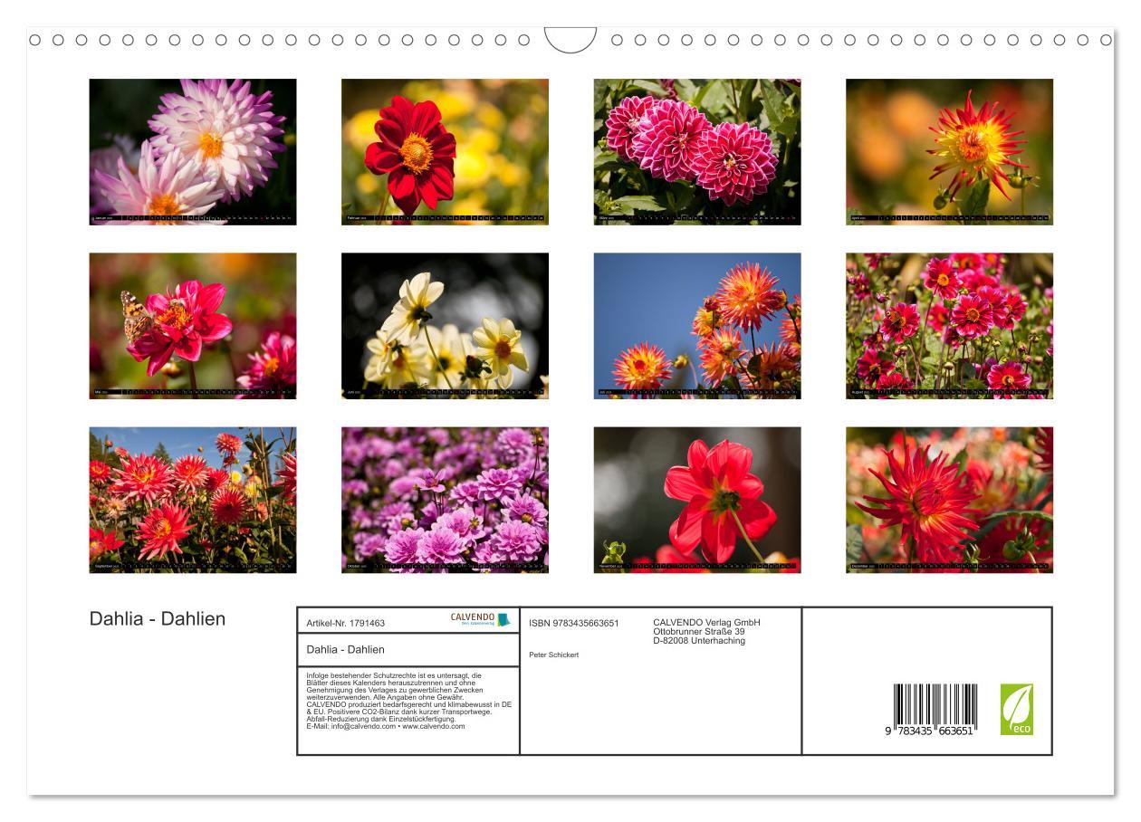 Bild: 9783435663651 | Dahlia - Dahlien (Wandkalender 2025 DIN A3 quer), CALVENDO...