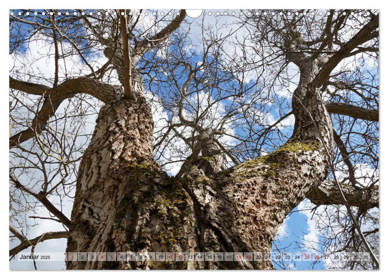 Bild: 9783435385546 | Der Hainich in Thüringen - Weltnaturerbe (Wandkalender 2025 DIN A3...