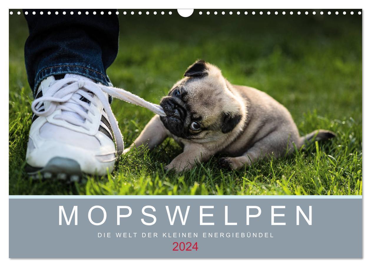 Cover: 9783675574601 | Mopswelpen (Wandkalender 2024 DIN A3 quer), CALVENDO Monatskalender