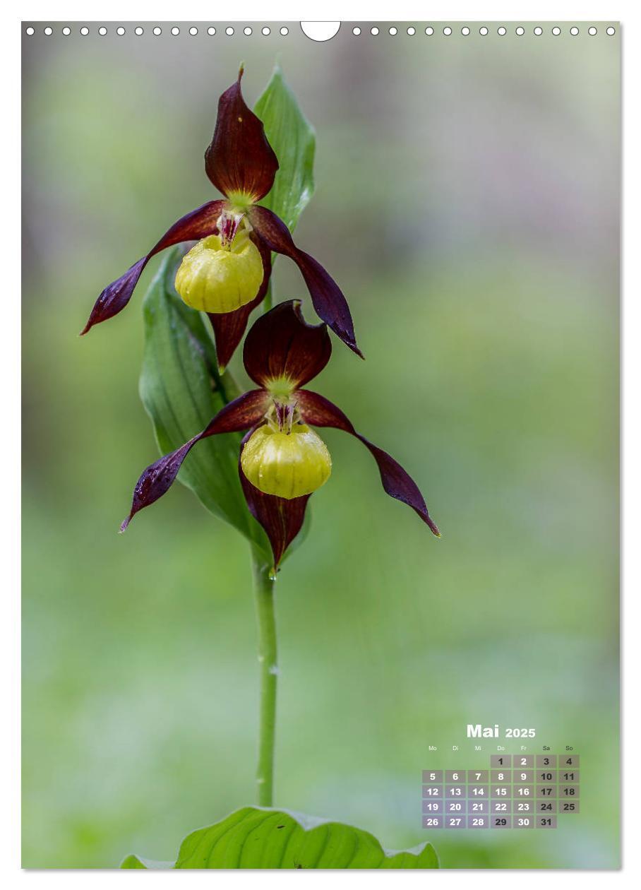 Bild: 9783435990207 | Orchideen in freier Wildbahn (Wandkalender 2025 DIN A3 hoch),...