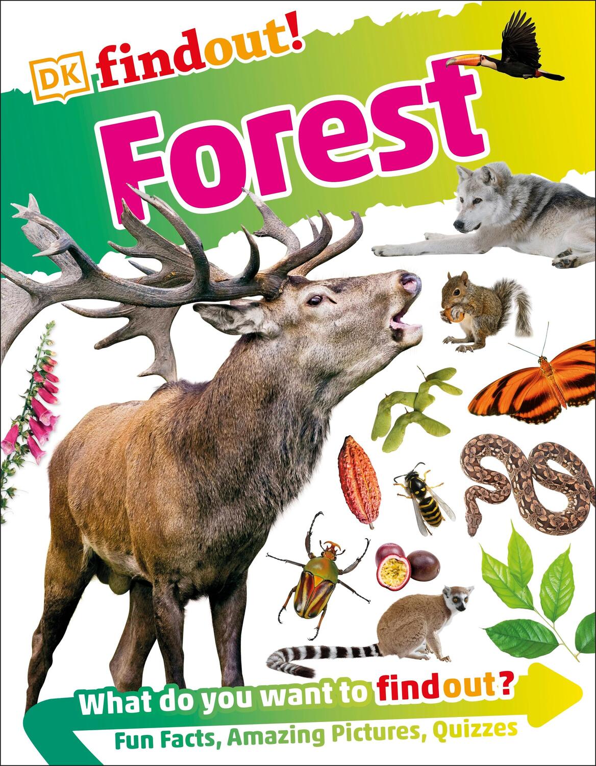 Cover: 9780241284971 | DKfindout! Forest | DK | Taschenbuch | DK find out! | Englisch | 2017