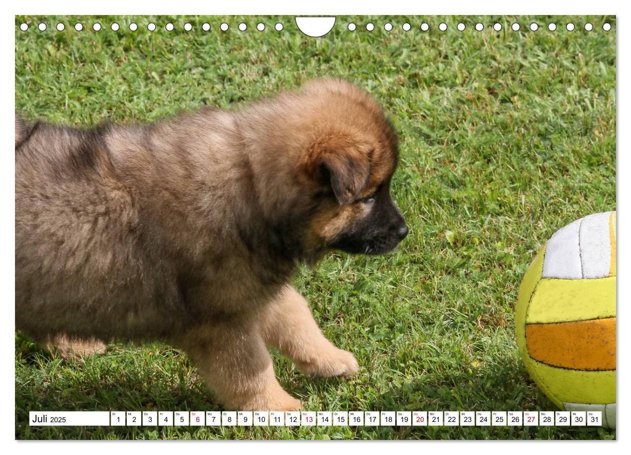 Bild: 9783435335909 | Eurasier, der Hund im Wolfspelz (Wandkalender 2025 DIN A4 quer),...