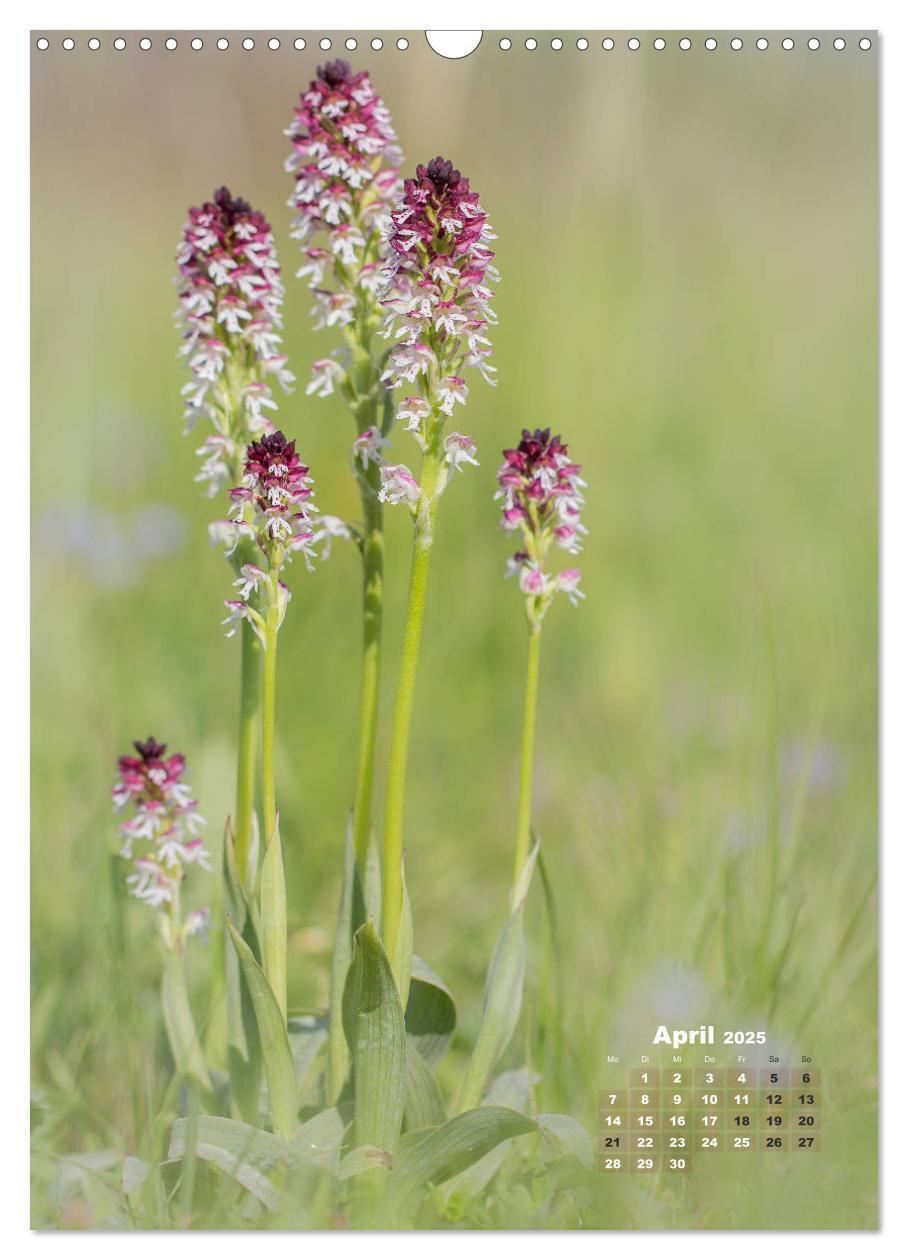 Bild: 9783435990207 | Orchideen in freier Wildbahn (Wandkalender 2025 DIN A3 hoch),...