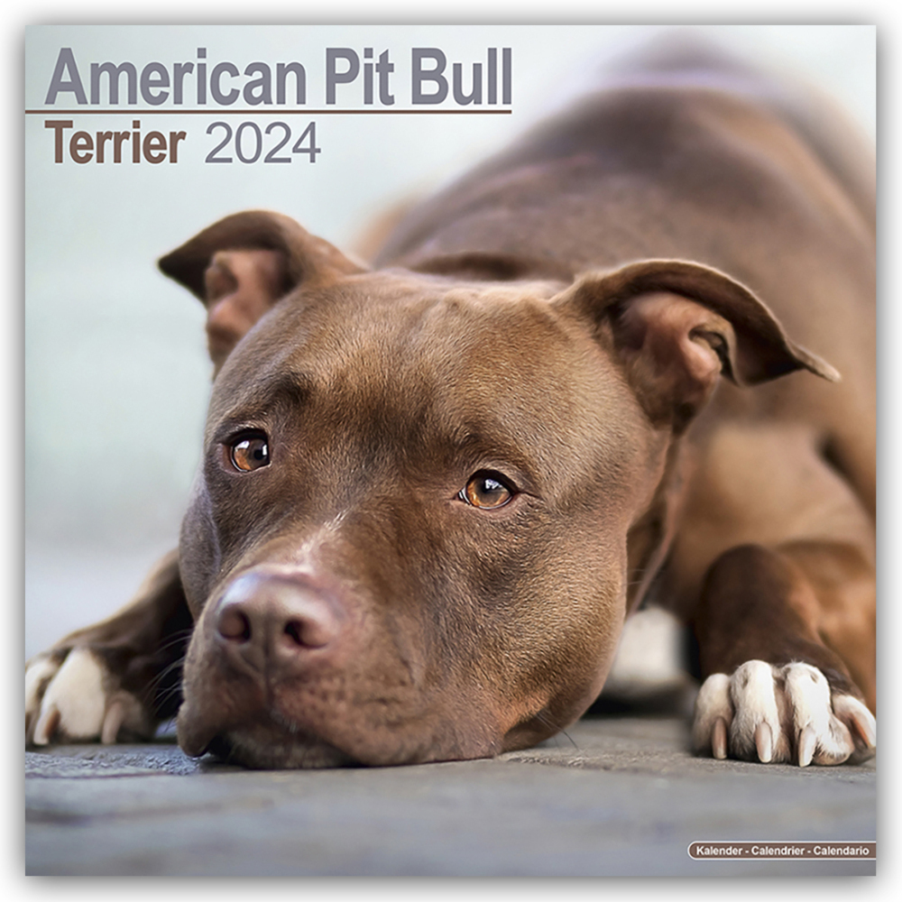 Cover: 9781804600047 | American Pit Bull Terrier 2024 - 16-Monatskalender | Ltd | Kalender