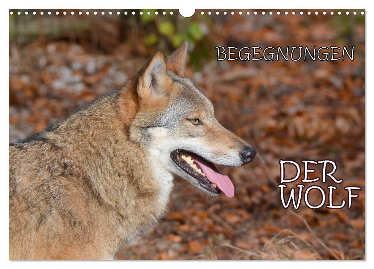 Cover: 9783383181610 | Begegnungen DER WOLF (Wandkalender 2024 DIN A3 quer), CALVENDO...